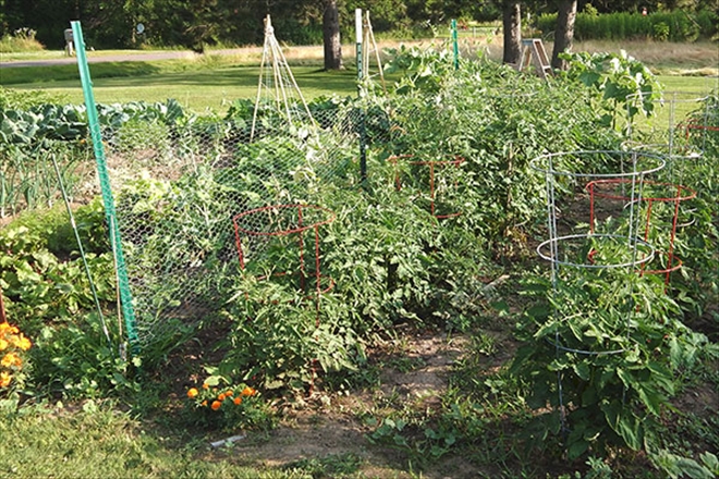 Bahçe Bitkileriniz İçin Hidrojen Peroksit Gerekli mi?--