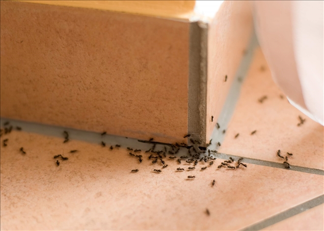 Yaz Aylarının Korkulu Rüyası: Ev Karıncaları