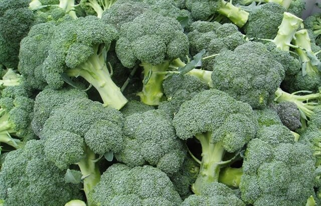 Brokoli Nasıl Yetiştirilir? --