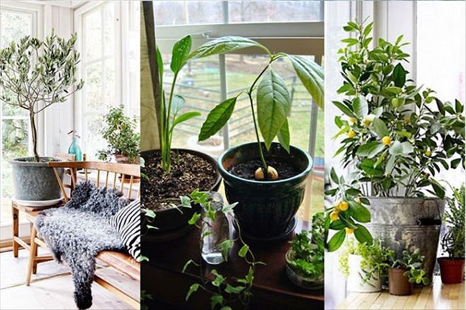 Evlerin Salonunda Yetiştirilebilecek 5 Meyve Ağacı