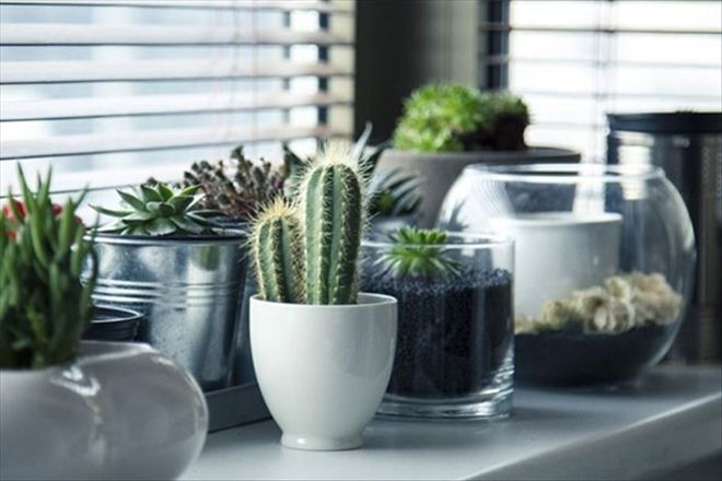 NASA´dan Evinizin Havasını Temizleyecek Bitki Önerileri