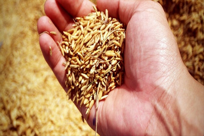 Buğday İle Nasıl Zayıflanır?--