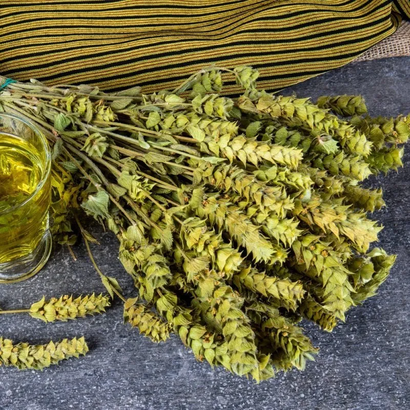  Salvia (Adaçayı) Bakımı ve yetiştirme önerileri