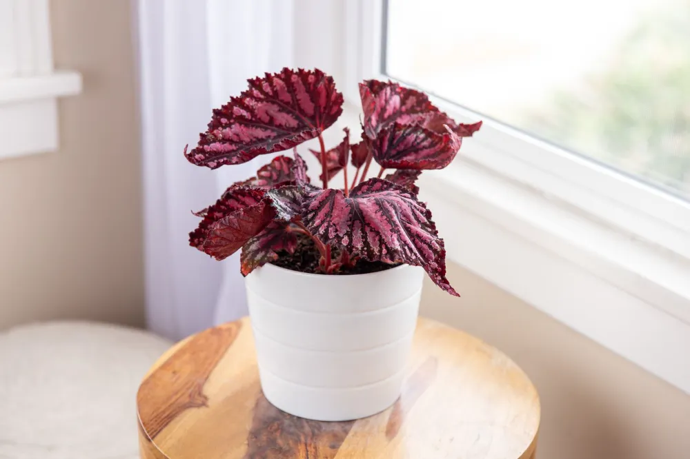 Tülbent Çiçeği (Begonia rex) Bakımı ve yetiştirme önerileri