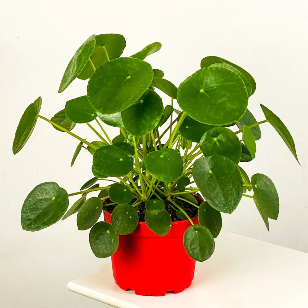 Pilea (Çin Para Bitkisi) Bakımı ve yetiştirme önerileri