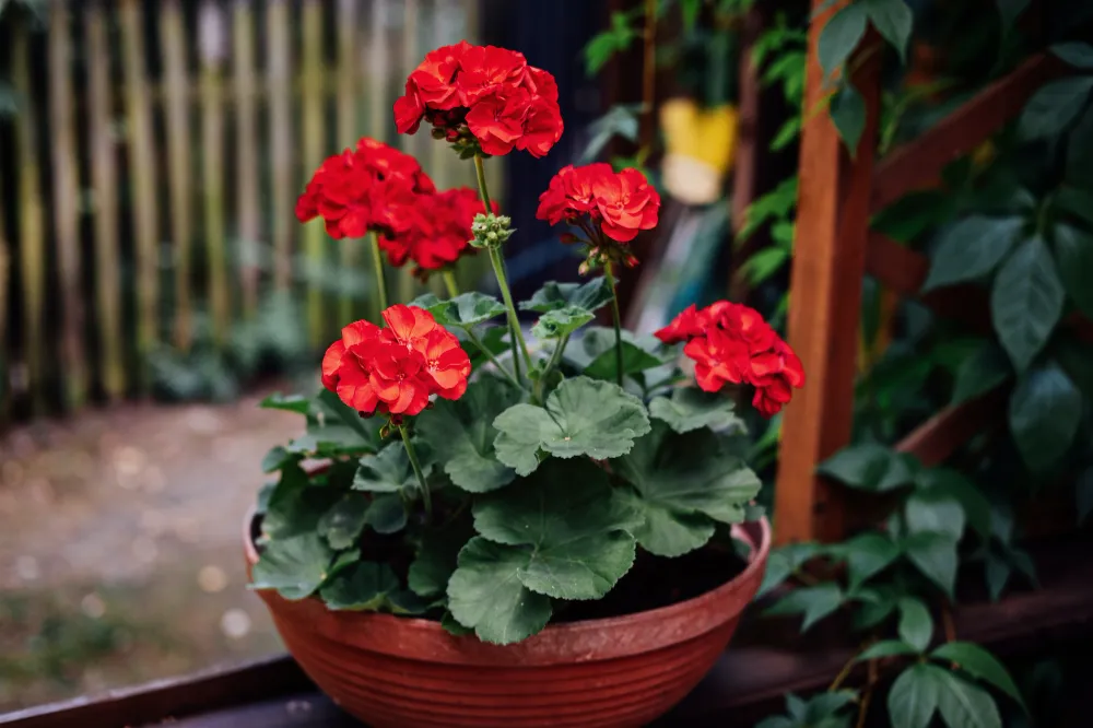 Sardunya (Geranium) Bakımı ve yetiştirme önerileri