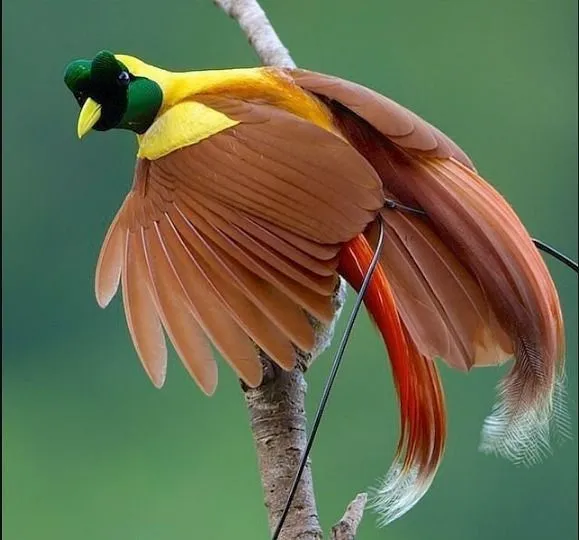 Strelitzia (Cennet Kuşu) Bakımı ve yetiştirme önerileri