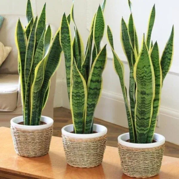 Sansevieria (Yılan Bitkisi) Bakımı ve yetiştirme önerileri