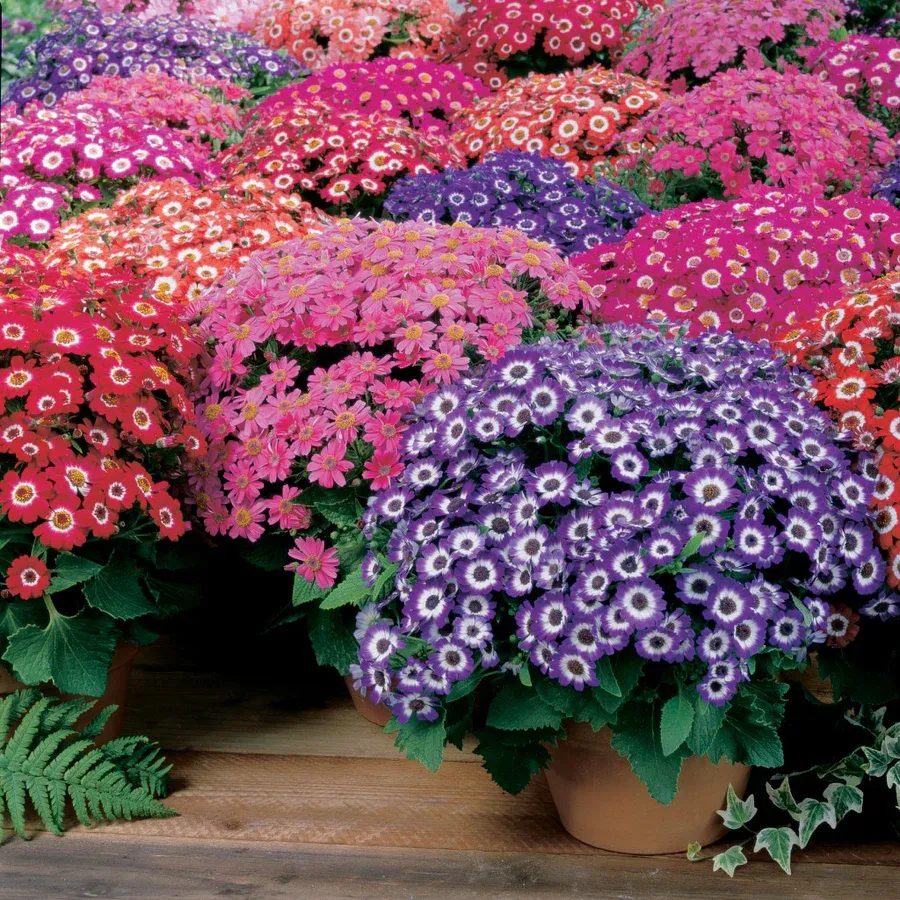 Şamdan Çiçeği (Cineraria) Bakımı ve yetiştirme önerileri