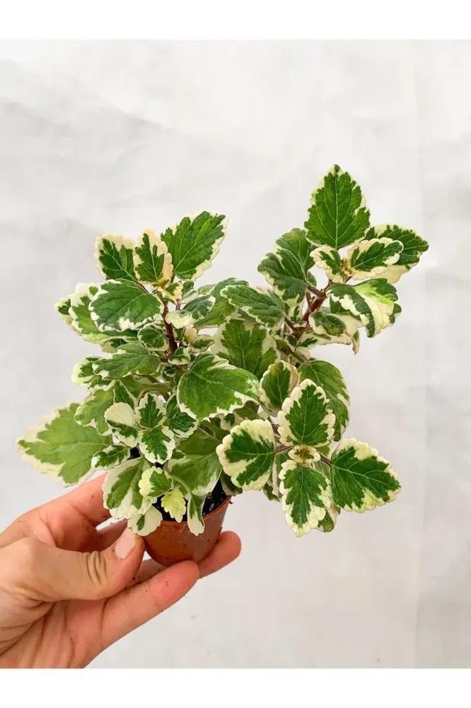  Sırt Çiçeği (Plectranthus) Bakımı ve yetiştirme önerileri