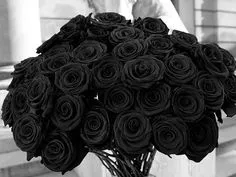 Siyah Gül (Black Rose) Bakımı ve yetiştirme önerileri