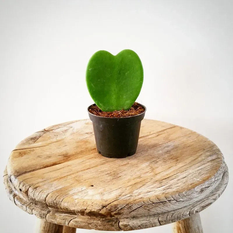 Kalp Çiçeği (Hoya kerrii) Bakımı ve yetiştirme önerileri