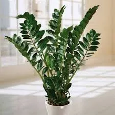 Zamioculcas (Zamya) Bakımı ve yetiştirme önerileri