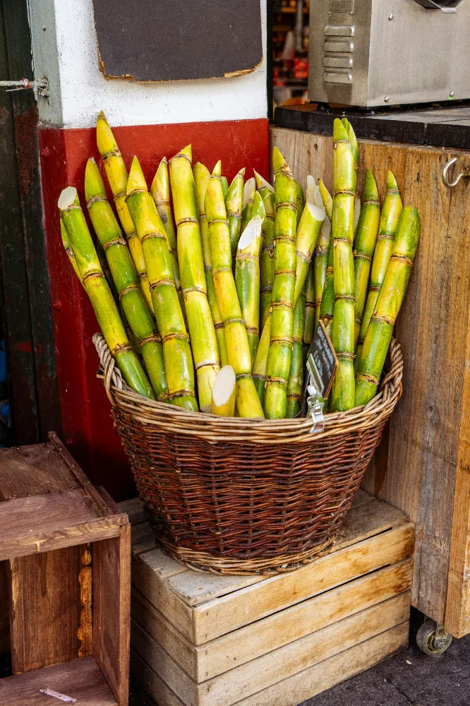 Şeker Kamışı (Sugar Cane) Bakımı ve yetiştirme önerileri