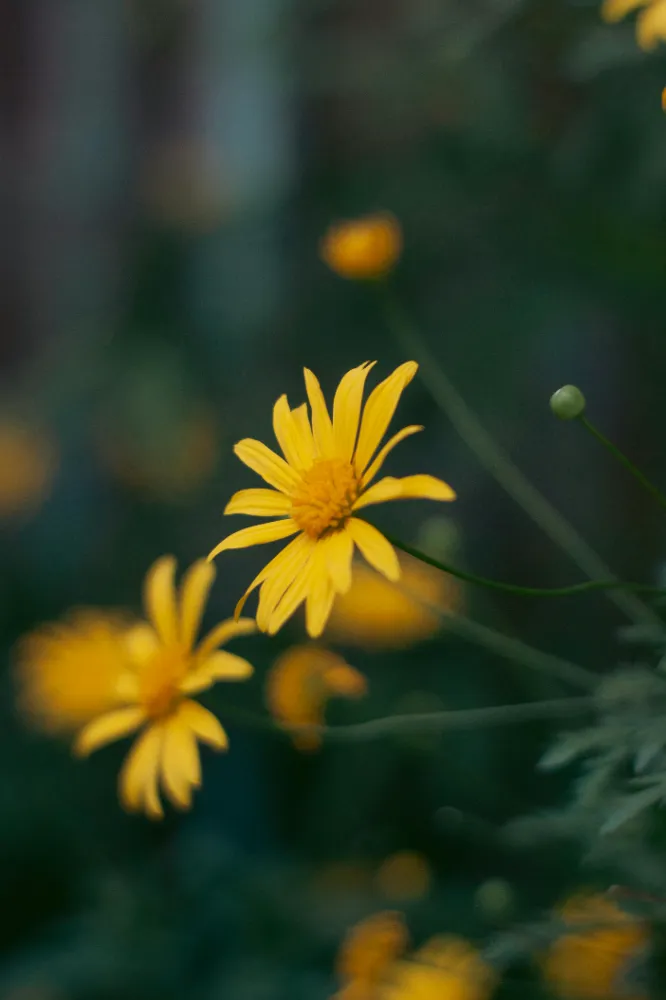  Arnika (Arnica montana) Bakımı ve yetiştirme önerileri