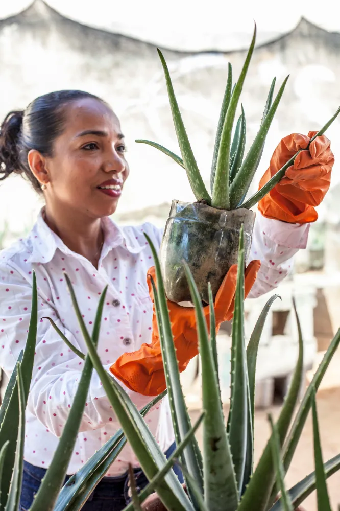 Aloe Vera Bakımı ve yetiştirme önerileri