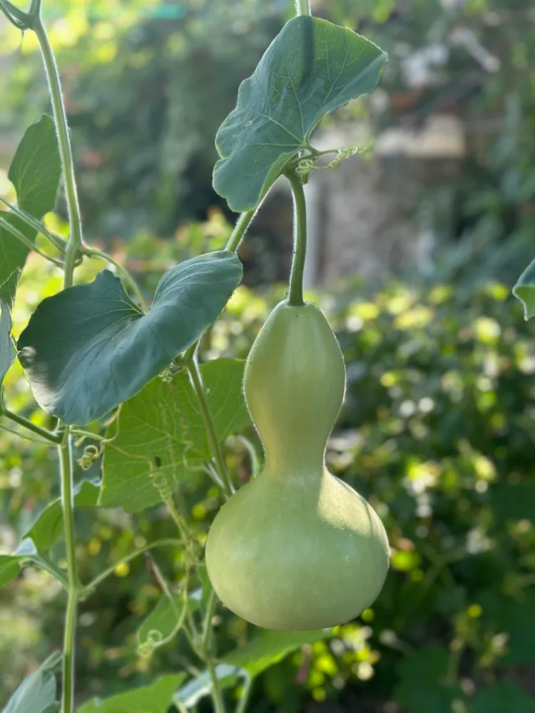 Su Kabağı (Lagenaria) Bakımı ve yetiştirme önerileri