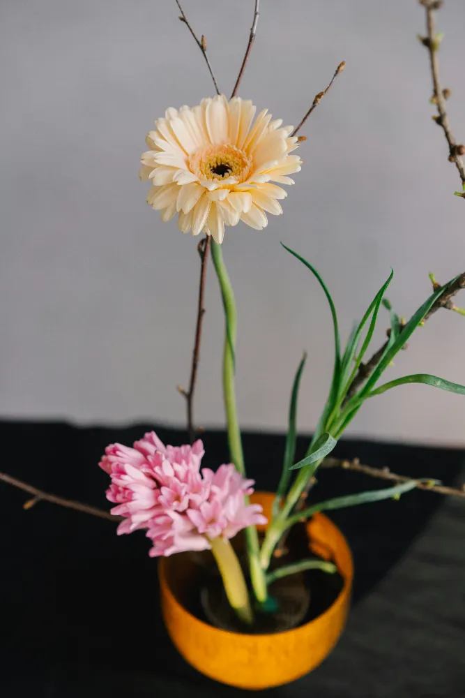  Gerbera Bakımı ve yetiştirme önerileri