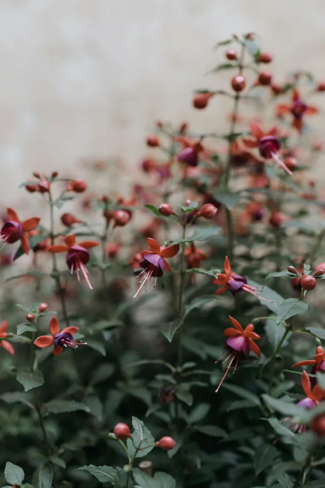 Fuchsia Bakımı ve yetiştirme önerileri