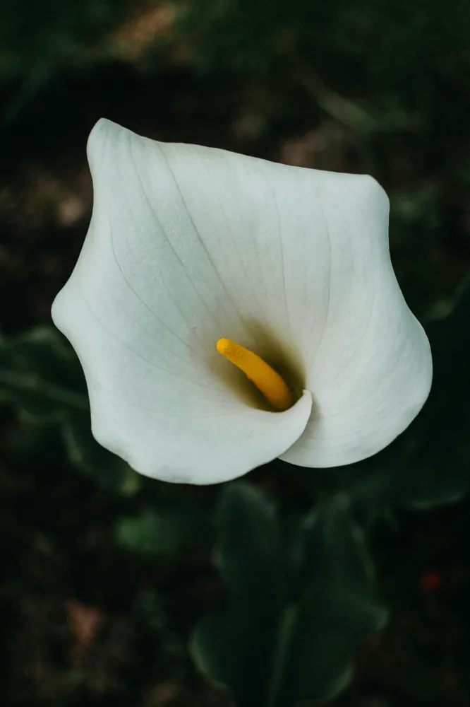  Çin Zambağı (Peace Lily) Bakımı ve yetiştirme önerileri