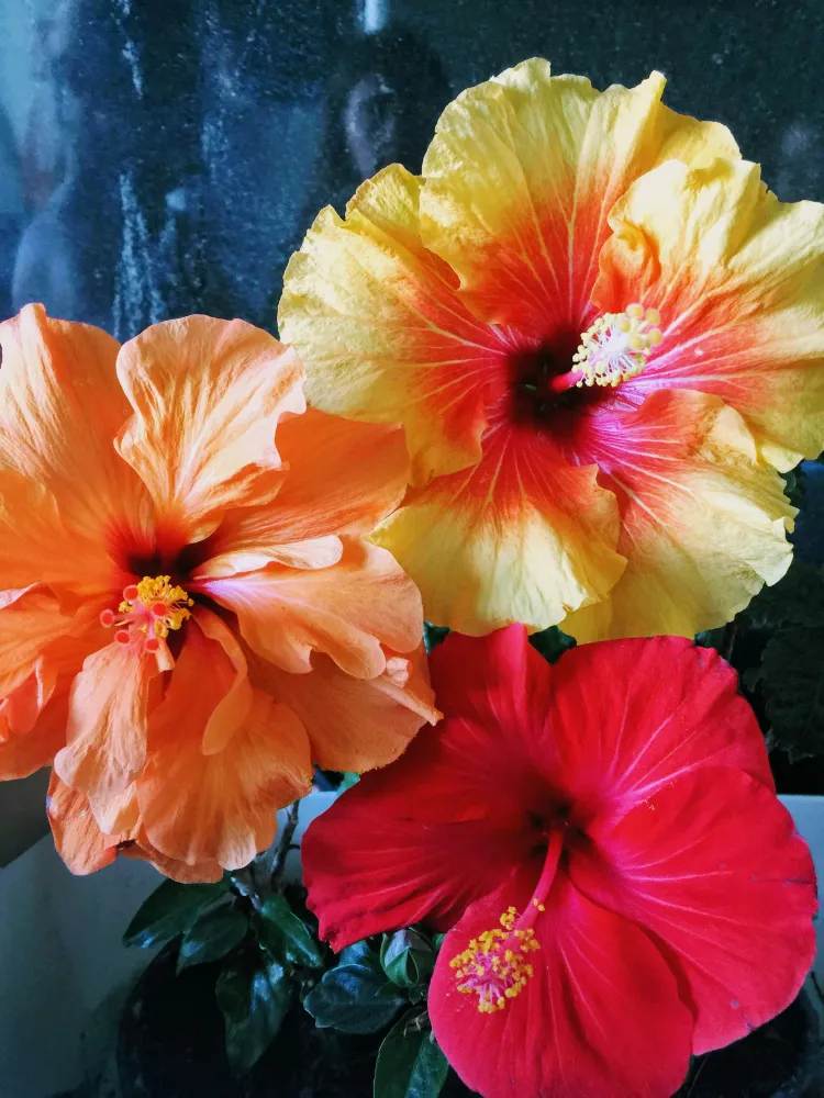  Çin Gülü (Hibiscus) Bakımı ve yetiştirme önerileri