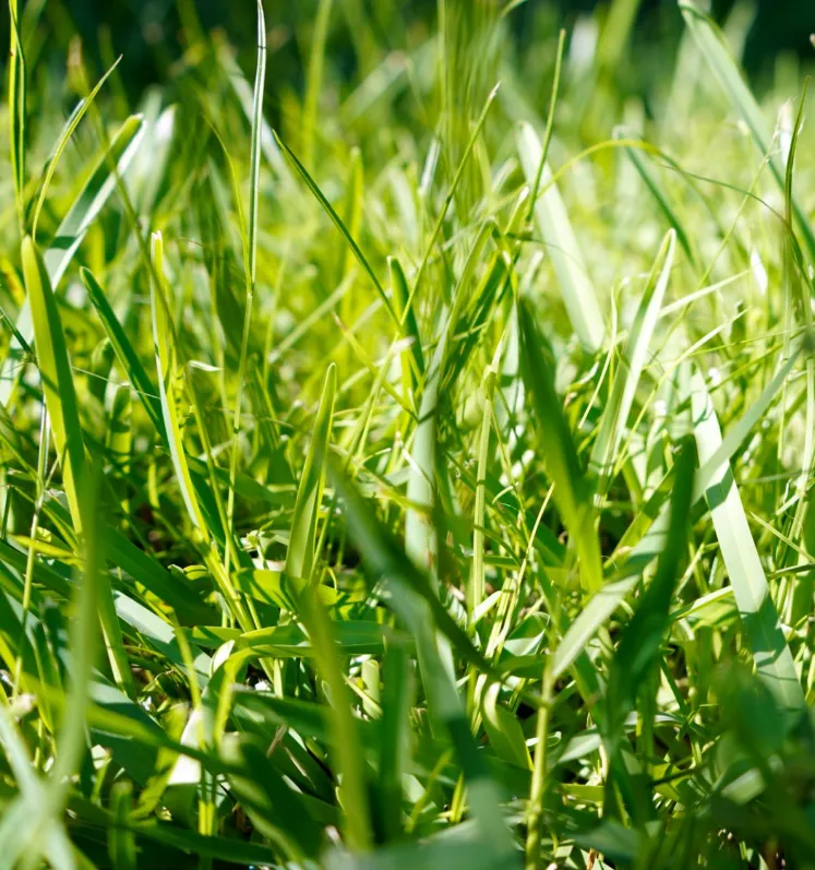 Çim (Bermudagrass) Bakımı ve yetiştirme önerileri