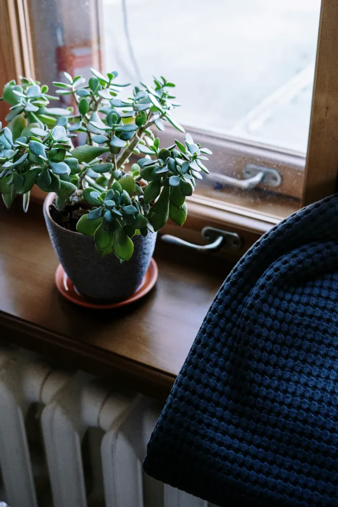 Jade Bitkisi (Crassula) Bakımı ve yetiştirme önerileri