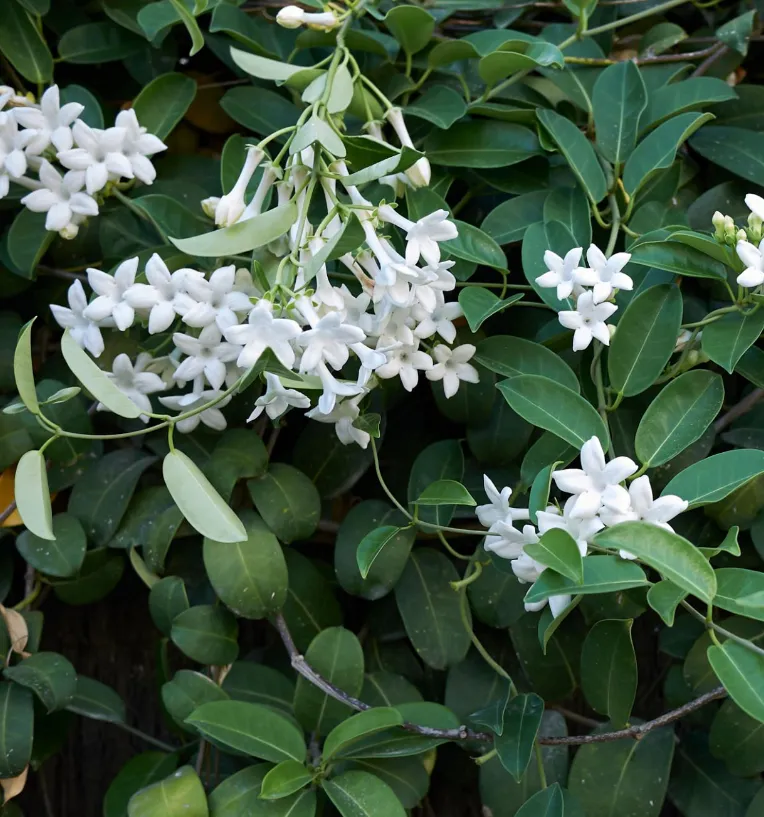 Güney Afrika Sarmaşığı (Stephanotis) Bakımı ve yetiştirme önerileri