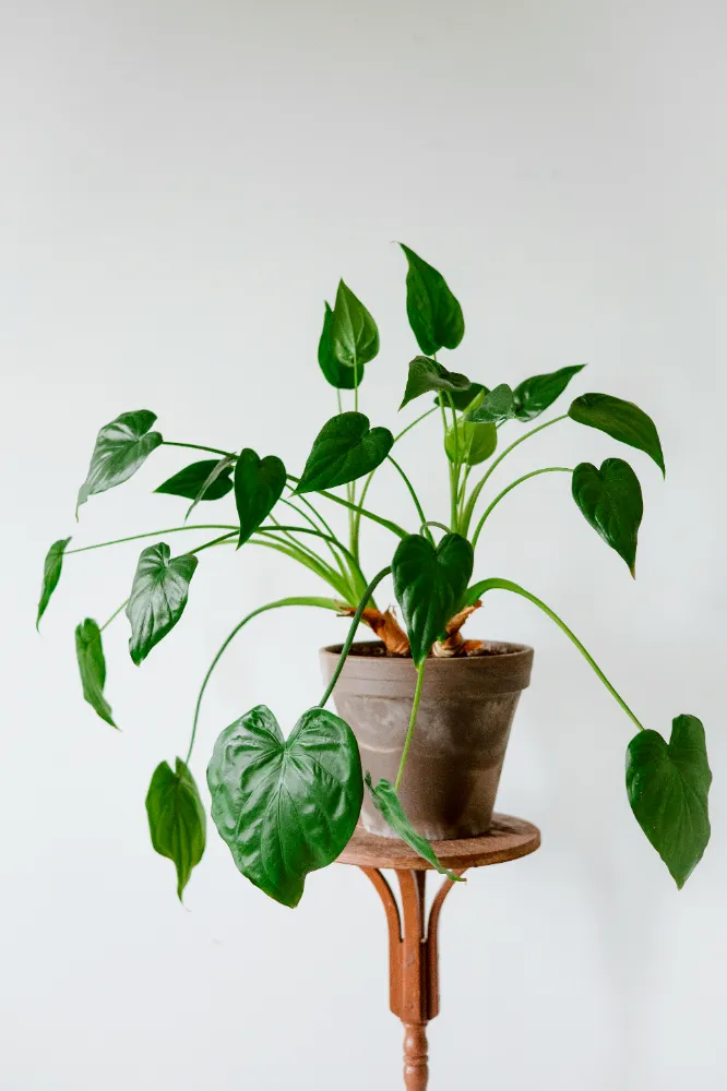  Filodendra (Philodendron) Bakımı ve yetiştirme önerileri