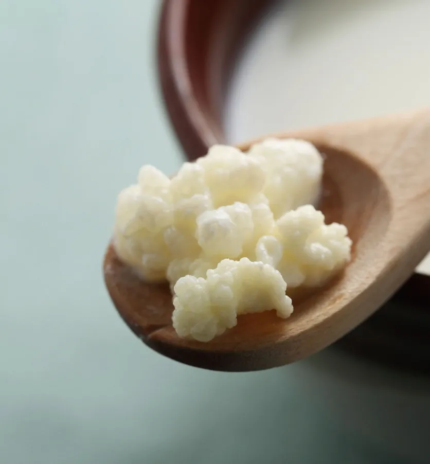 Kefir Bitkisi Bakımı ve yetiştirme önerileri