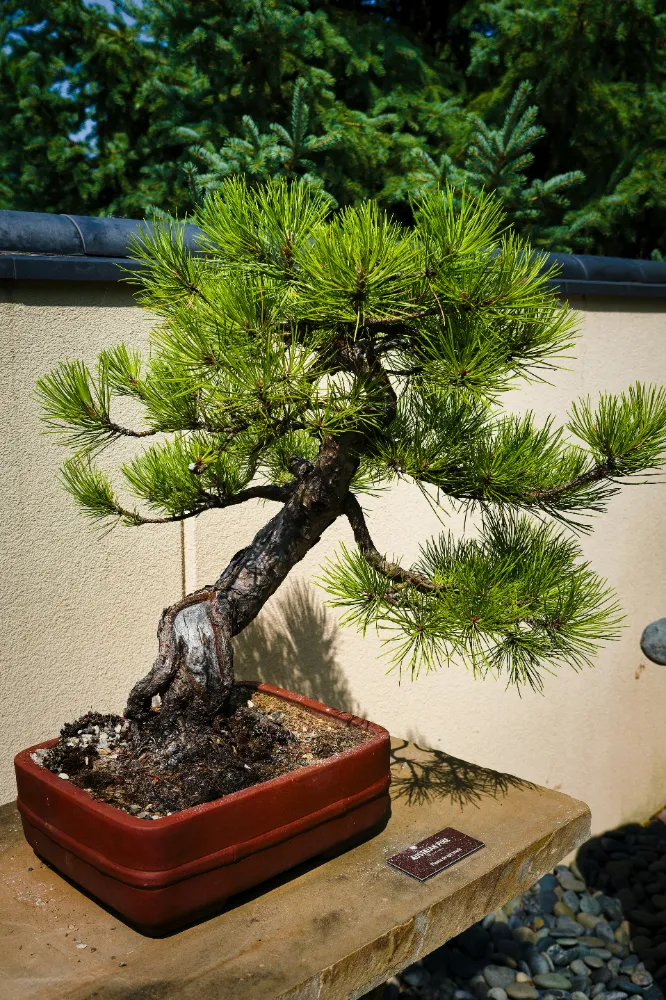  Küçük Ardıç (Juniperus) Bakımı ve yetiştirme önerileri