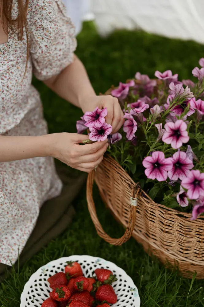 Güzel Çiçek (Petunia) Bakımı ve yetiştirme önerileri