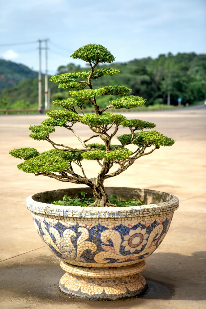  Bonsai Bakımı ve yetiştirme önerileri