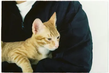 Acil Durumda Evcil Hayvanlara İlk Yardım: Pratik Bilgiler