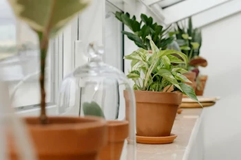 Bitkilerde Yaprak Sararması ve Solmayı Önleme Yolları